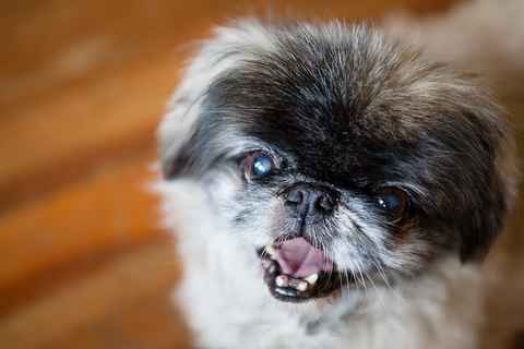 Shilo