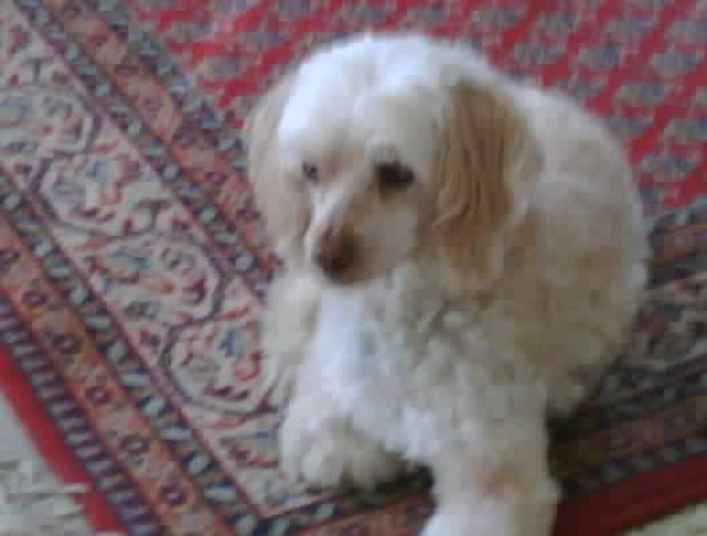 Sophey