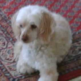 Sophey