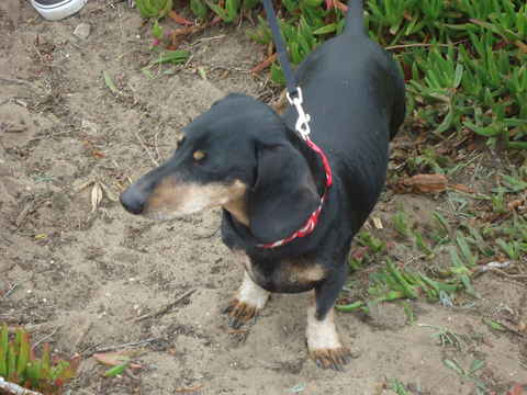 Jack 2