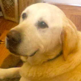 Bruno 4