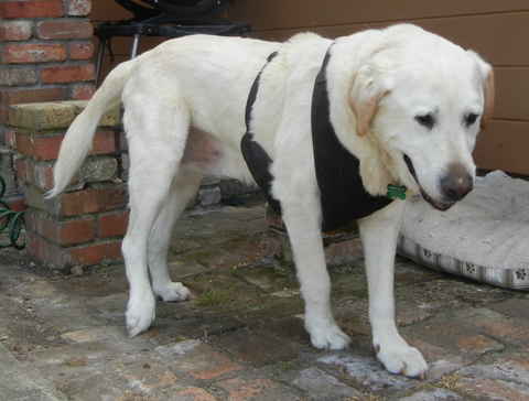 Bruno 4
