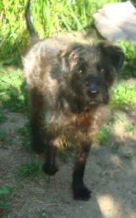 Elvis 2