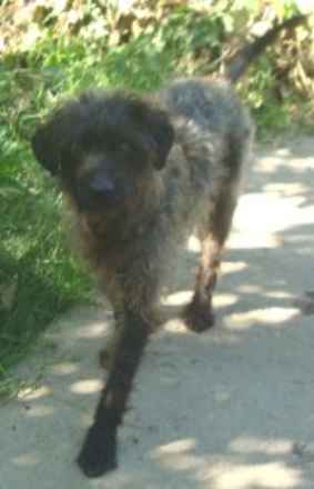 Elvis 2