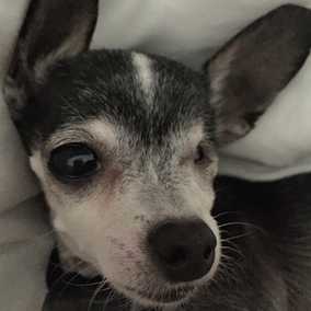 Isabel