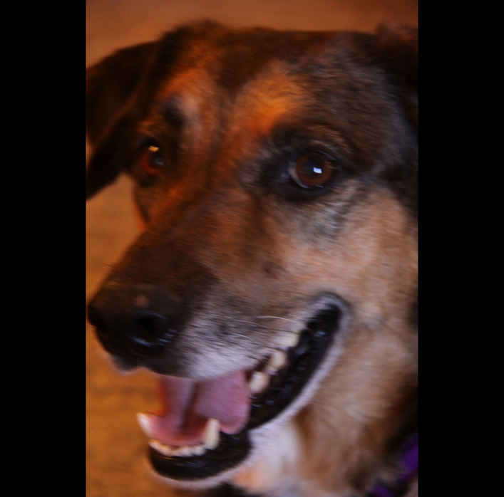 Shep 2
