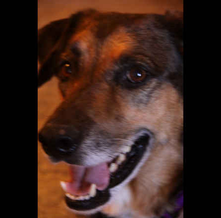 Shep 2