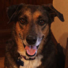 Shep 2