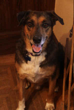 Shep 2
