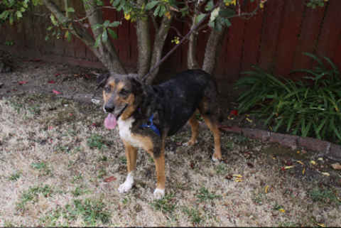 Shep 2
