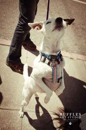 Buster 7