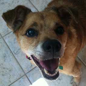 Daisy 5