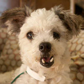 Scrappy 2