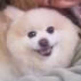 Butters