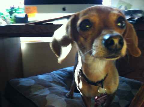 Dixie 2