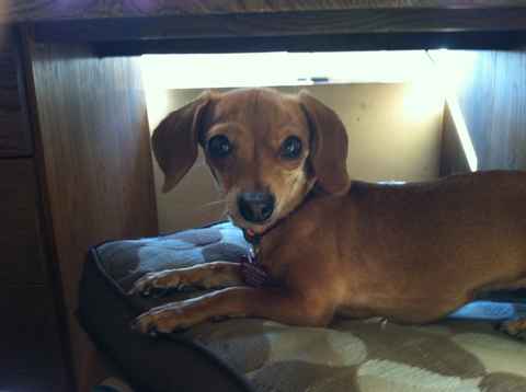 Dixie 2