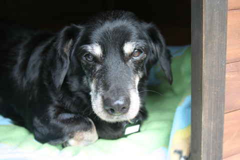 Emmylou