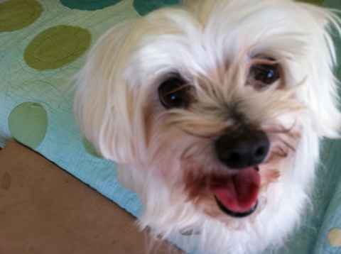 Trudy
