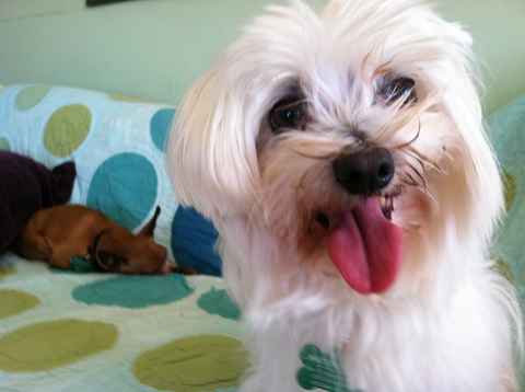 Trudy