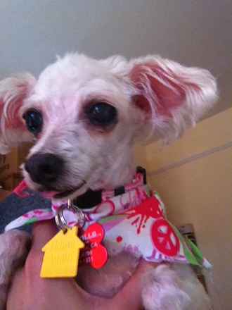 Lulu Patoot