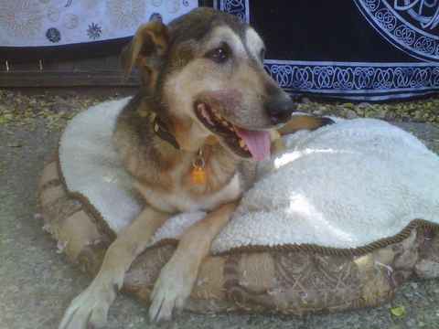 Larry Dog