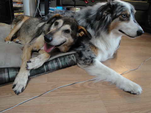 Larry Dog