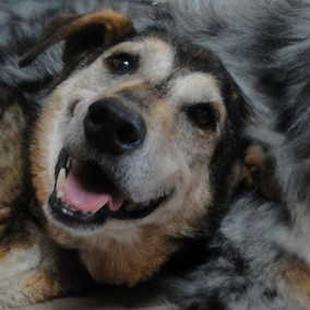 Larry Dog