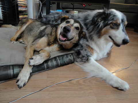 Larry Dog