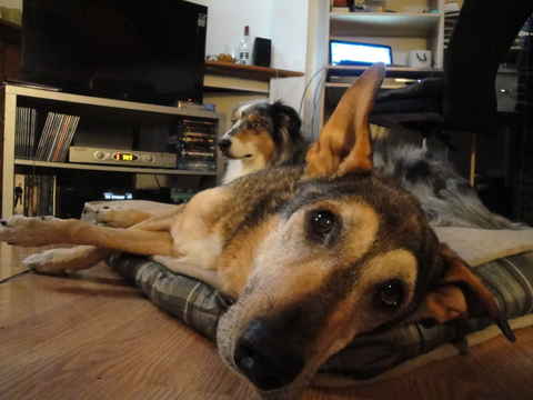 Larry Dog