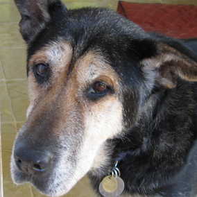 Sadie 3