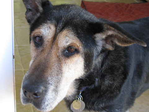 Sadie 3