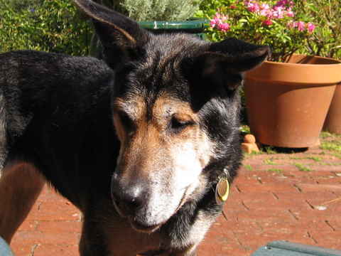 Sadie 3