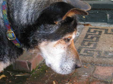 Sadie 3