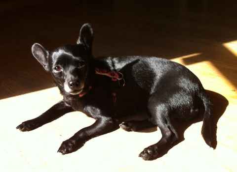 Shirley