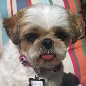 Miss Molly