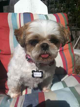 Miss Molly