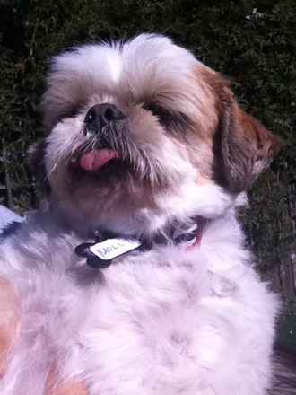 Miss Molly