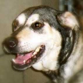 Bessie 3