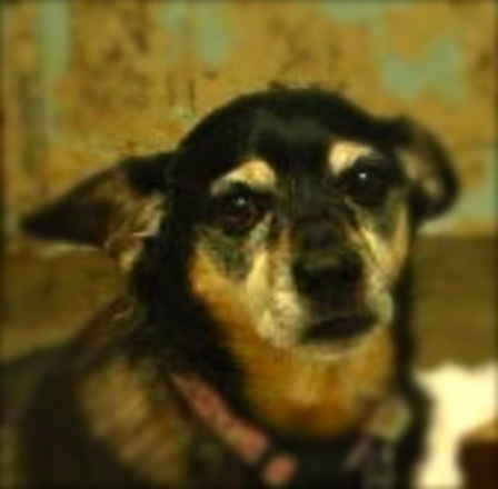 Maxine 3