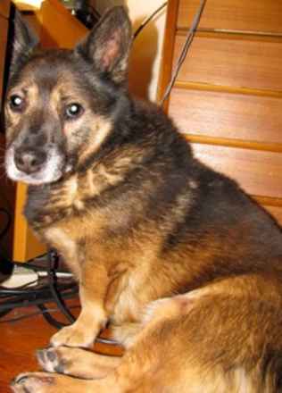 Bruno 5