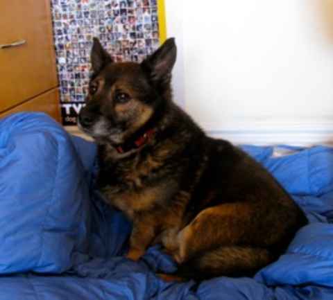 Bruno 5