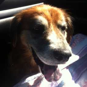 Archie 2