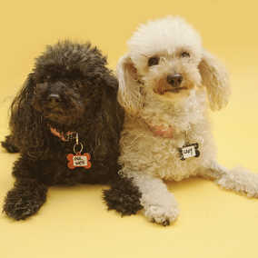 Lady and PeeWee