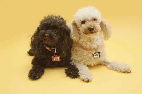 Lady and PeeWee