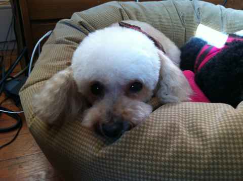 Lady and PeeWee
