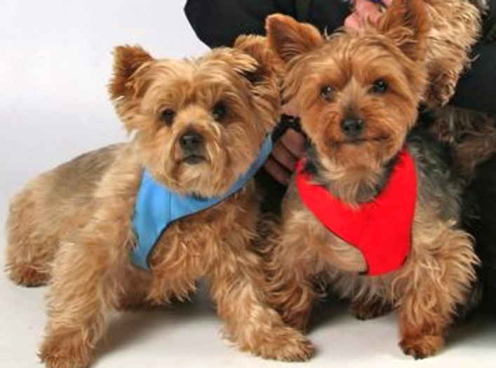 Stella & Willy