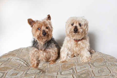 Stella & Willy