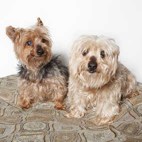 Stella & Willy