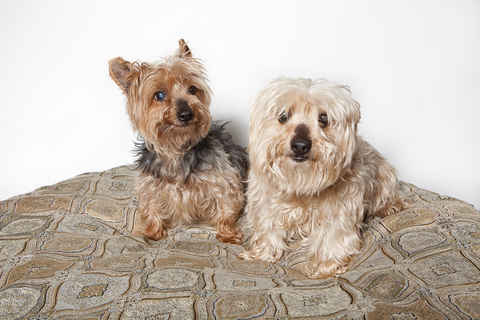 Stella & Willy
