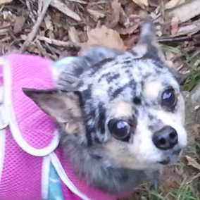Tilly 2